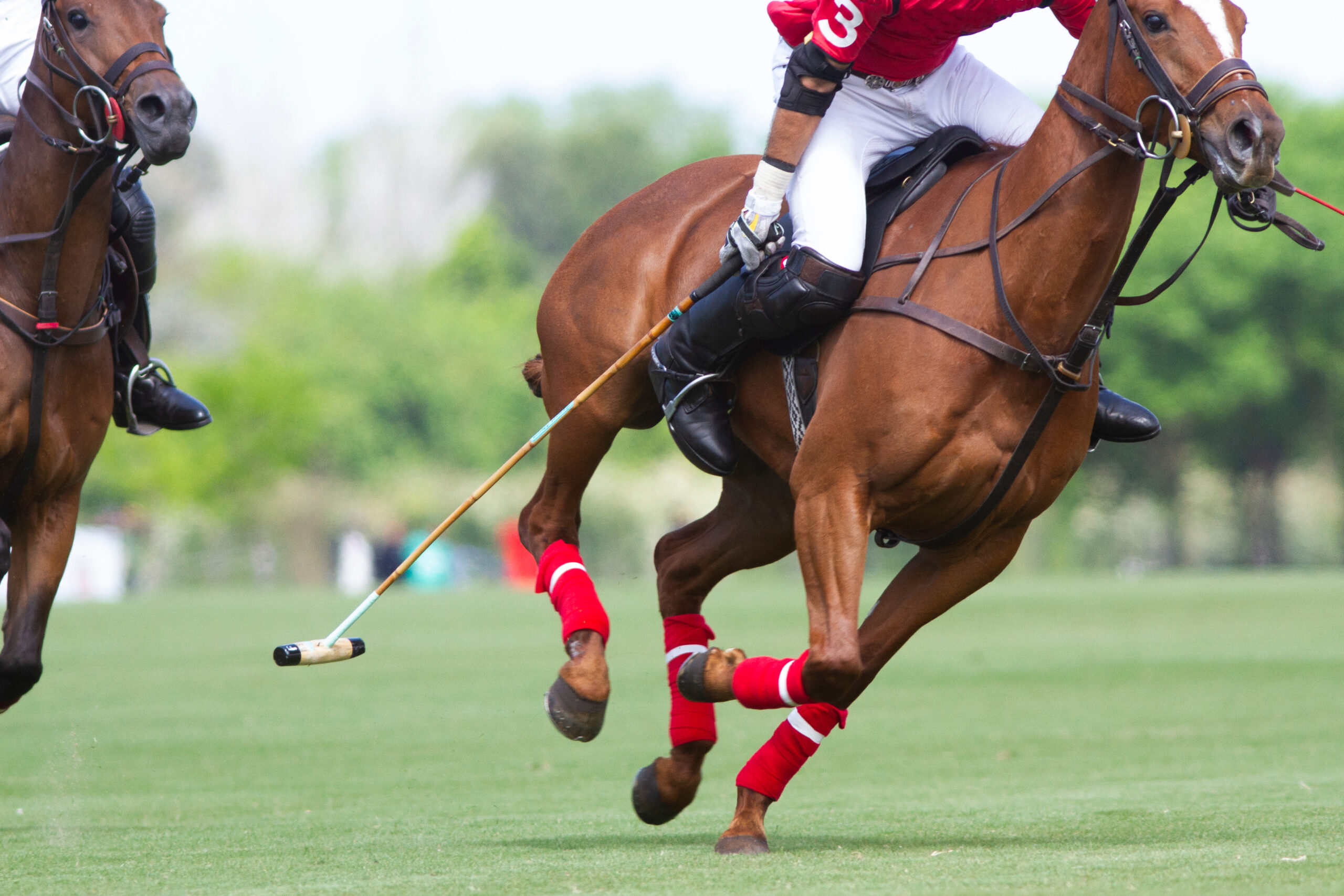 Polo,Player,And,Horse,In,Argentine,Countryside